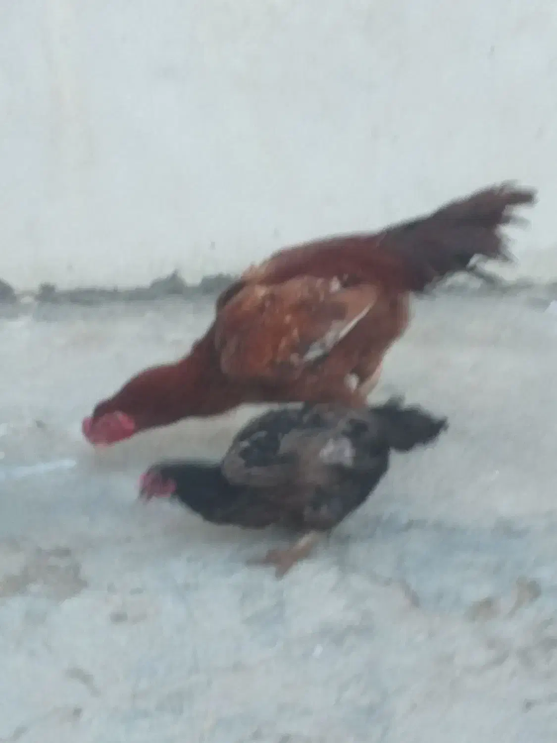 خروس لاری|حراج|کرمانشاه, |دیوار