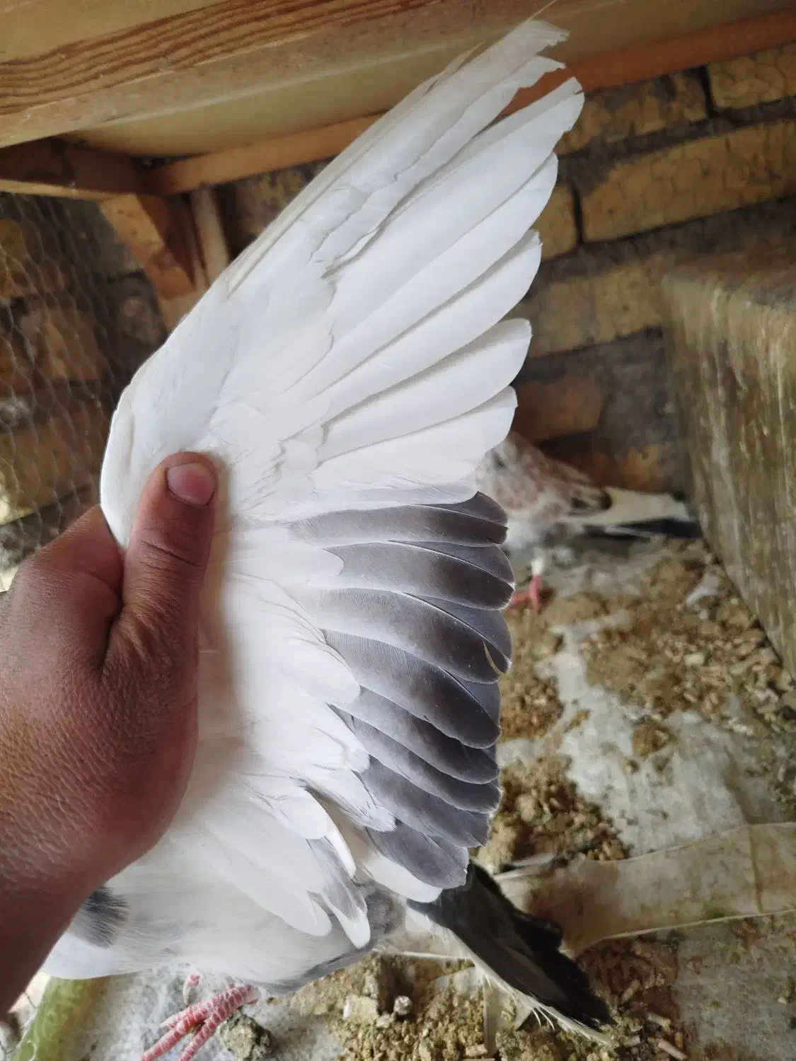 کبوتر|پرنده|زارچ, |دیوار