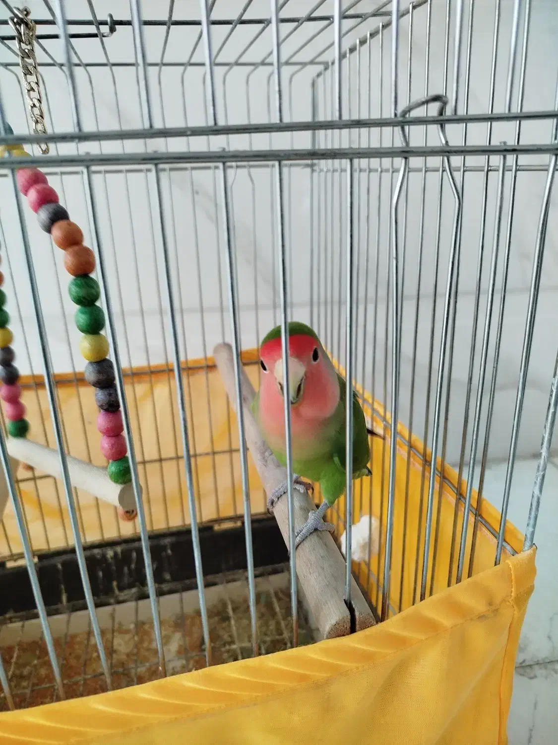 طوطی برزیلی رام و اهلی با قفس|پرنده|اردبیل, |دیوار