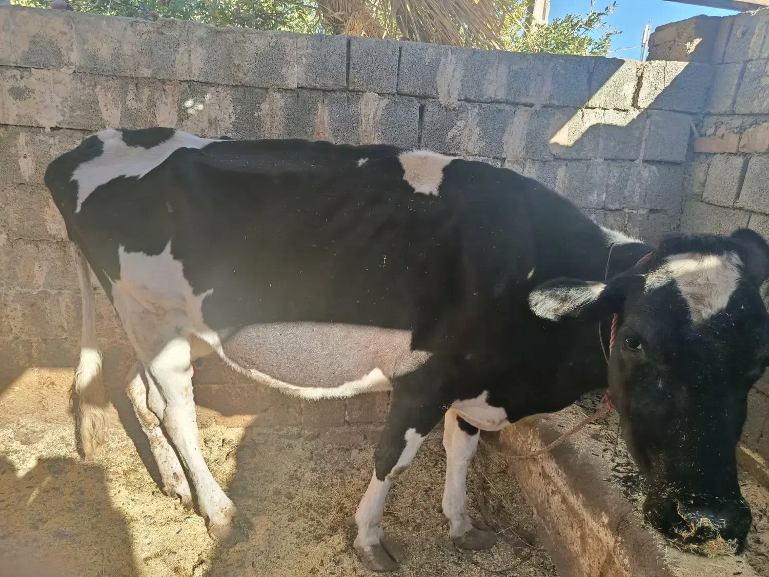 گاو گاو داری|حیوانات مزرعه|انزل, |دیوار