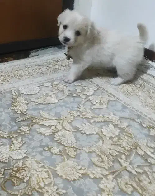 مینیا تودلی جیبی|سگ|قم, زند آباد|دیوار