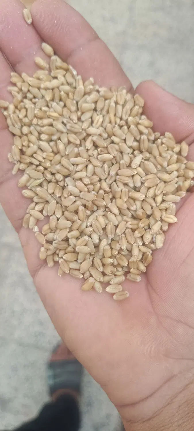 گندم|خدمات باغبانی و درختکاری|شوشتر, |دیوار