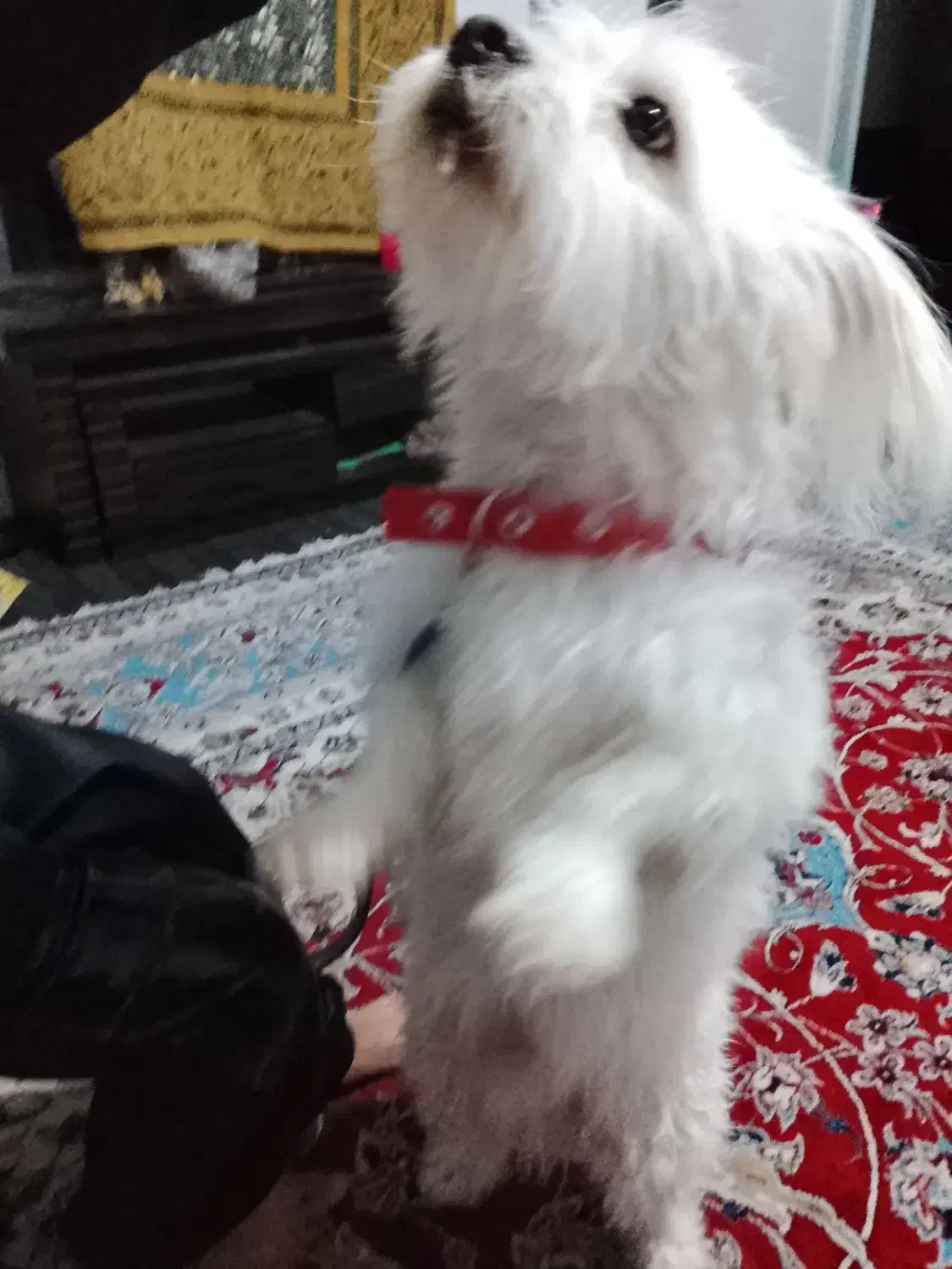 سگ باهوش|سگ|قوچان, |دیوار