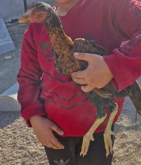 جوجه مرغ و خروس لاری|حیوانات مزرعه|دشتابی, |دیوار