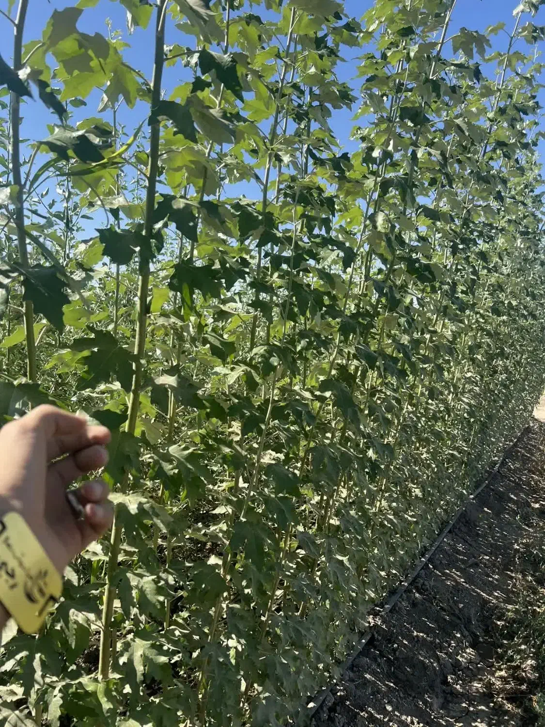 تولید نهال کبوده دومتری|خدمات باغبانی و درختکاری|فامنین, |دیوار