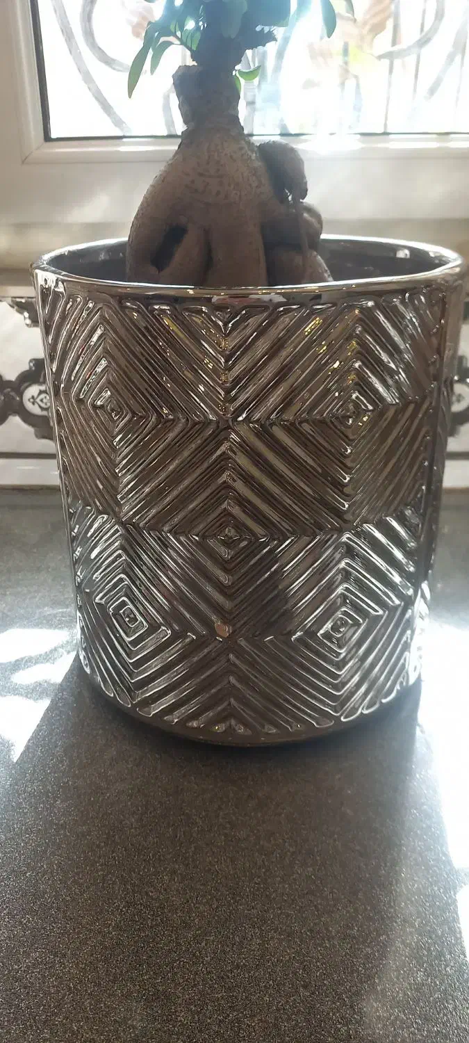 فروش بنسای زیر قیمت به دلیل جابجایی|گل و گیاه طبیعی|تهران, گلستان (شهرک راه آهن)|دیوار