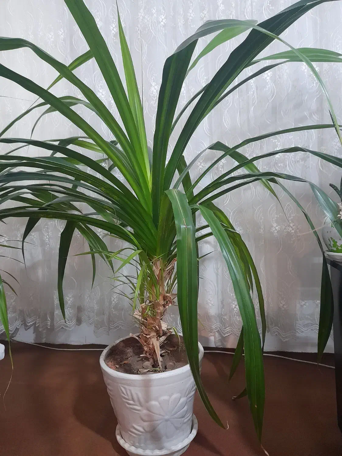 فروش گل ها زیر قیمت بخاطر نبود گلخانه|گل و گیاه طبیعی|شاندیز, |دیوار