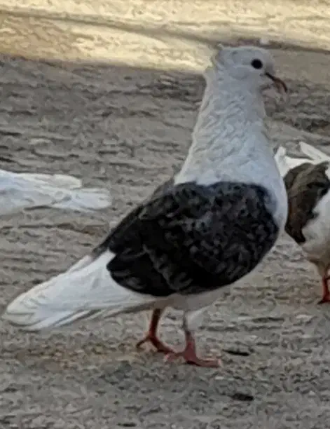 یه جفت دوکت|پرنده|دره شهر, |دیوار