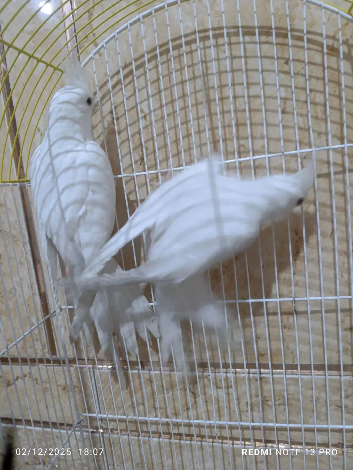 عروس هلندی البینو|پرنده|شادگان, |دیوار