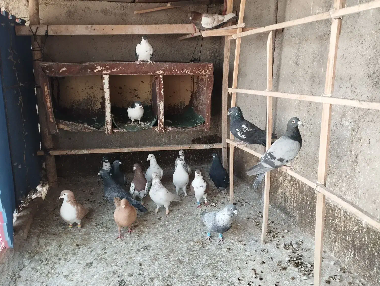 کفتر فروشی|پرنده|قوچان, |دیوار