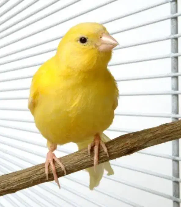 قناری رولر ژرمن|پرنده|تهران, پارک شهر|دیوار