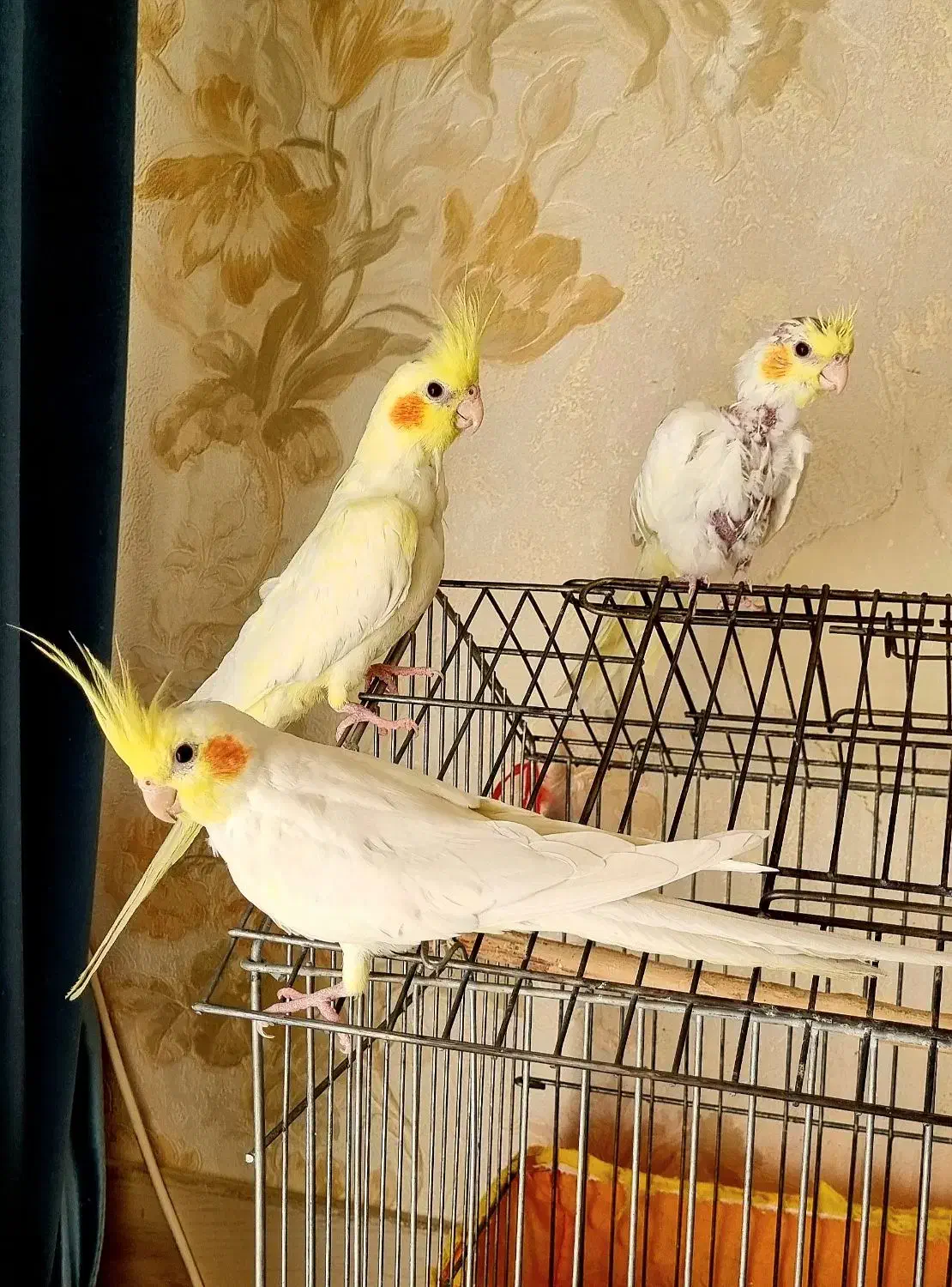 عروس هلندی|پرنده|ابریشم, |دیوار