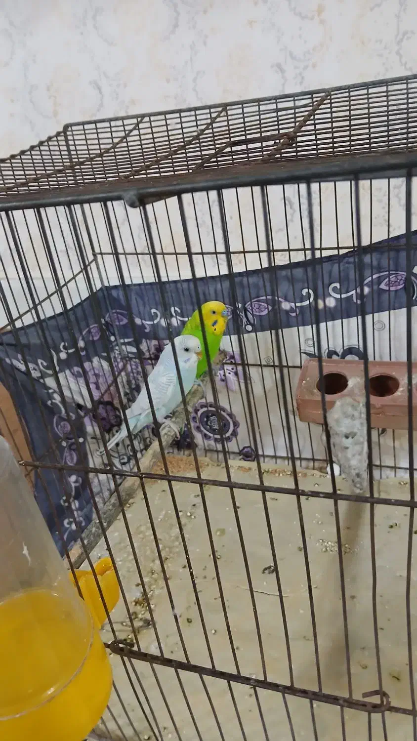 یک جفت مرغ عشق خوش رنگ|پرنده|قم, شهرک فاطمیه|دیوار