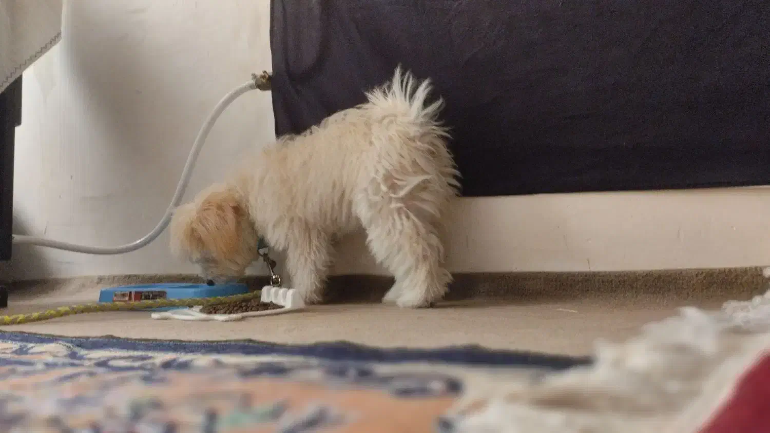 سگ شیتزو،واکسیناسیون شده،انگل تراپی شده|سگ|فیروزکوه, |دیوار