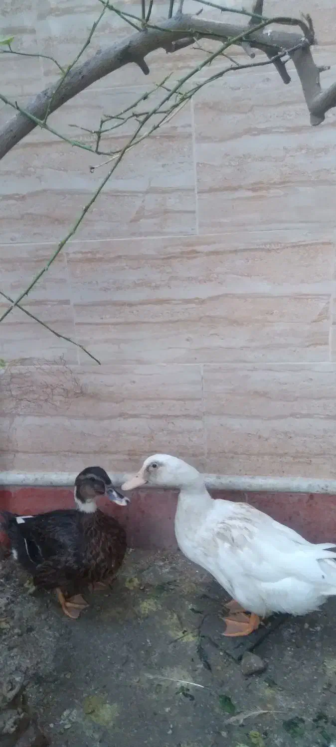 اردک|پرنده|بندر کنگان, |دیوار