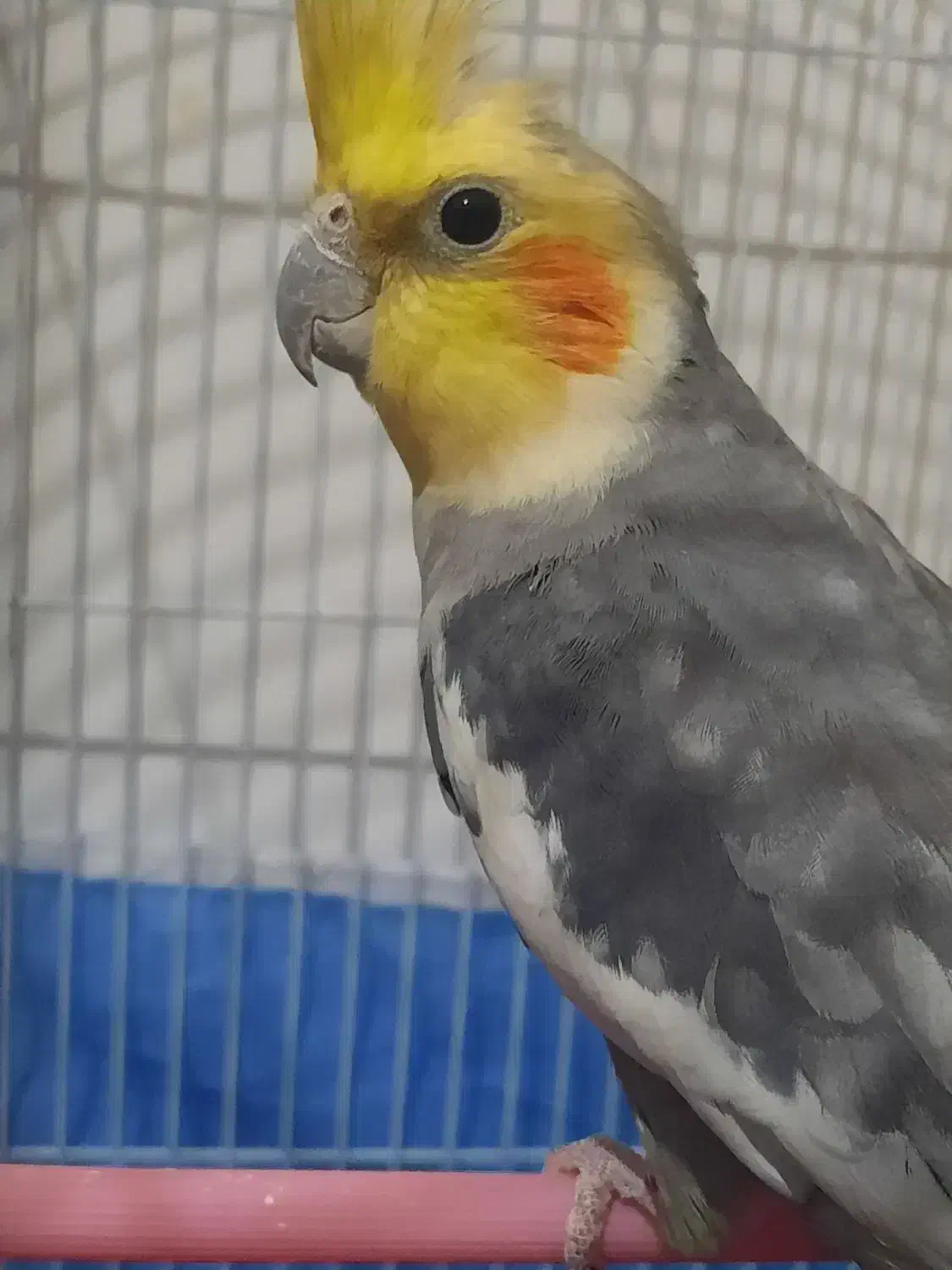 ۱۲۰۰|پرنده|خرمدره, |دیوار