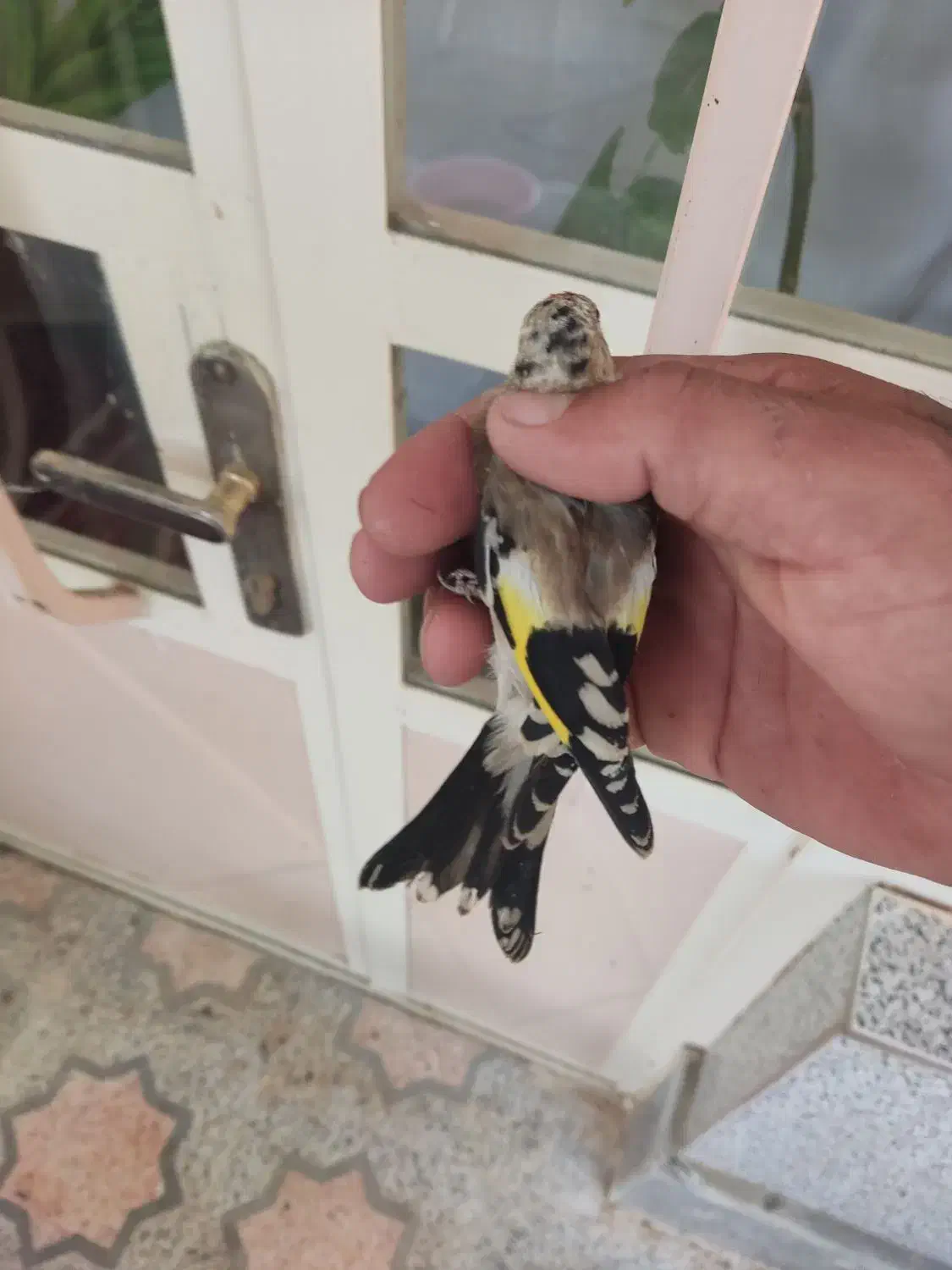 جوجه سهره|پرنده|رودشت (چهارمحال و بختیاری), |دیوار