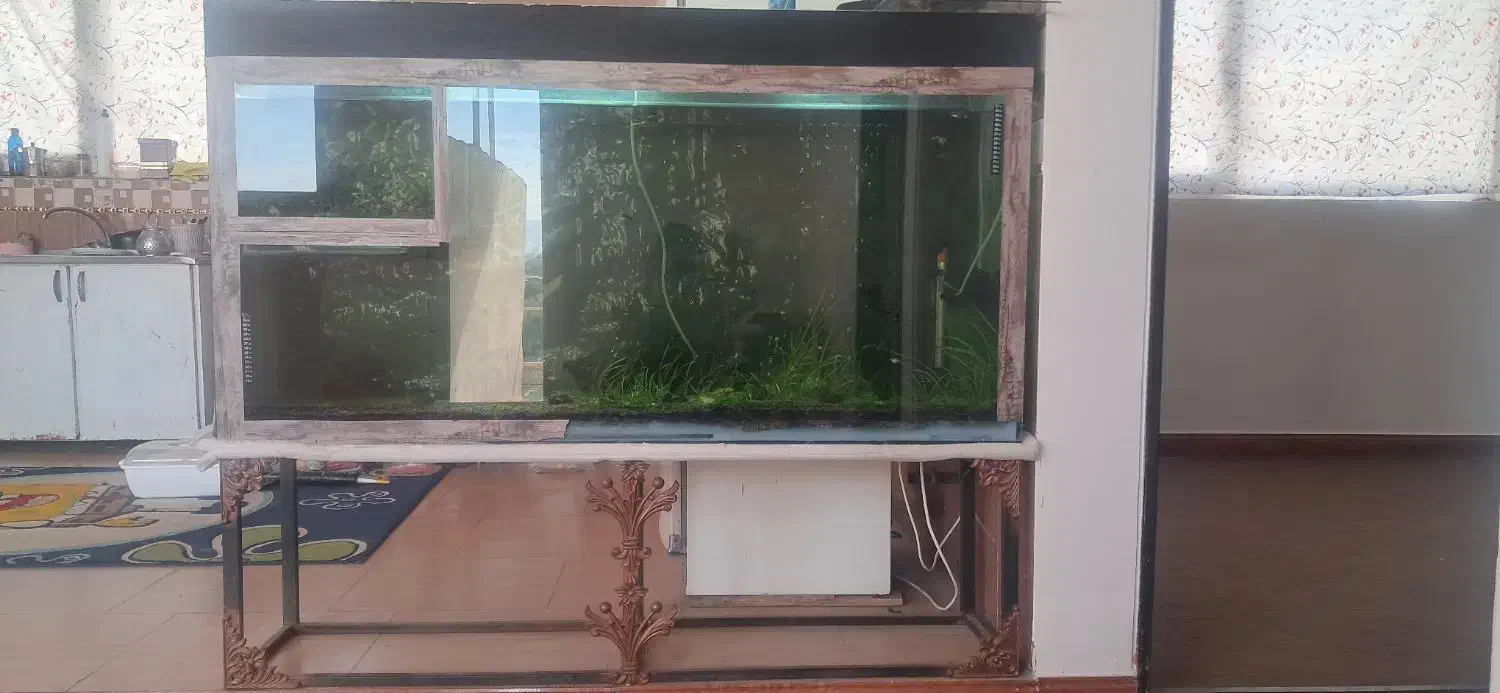 اکواریوم بزرگ و تمام وسایل ها|ماهی|زنجان, |دیوار
