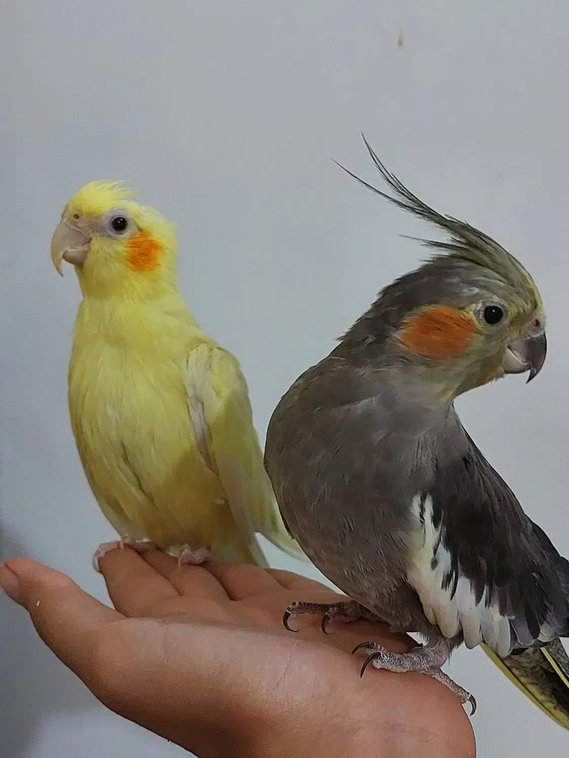 طوطی عروس جفت و مولد و سخنگو|پرنده|سنندج, |دیوار