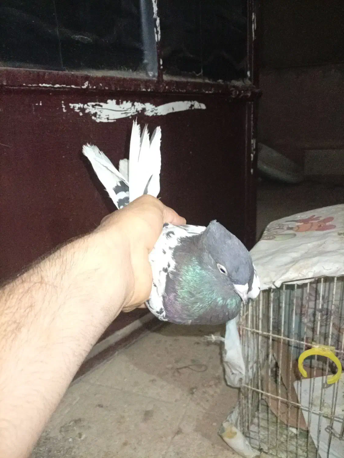 کبوتر کله ای|پرنده|اهواز, شهرک دانشگاه|دیوار