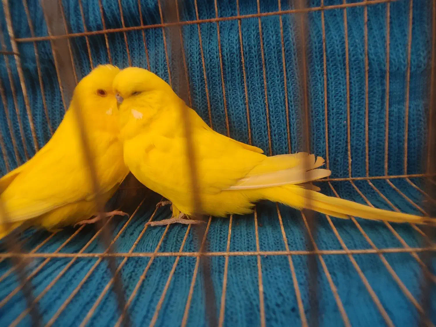 مرغ عشق انگلیسی|پرنده|بابل, |دیوار