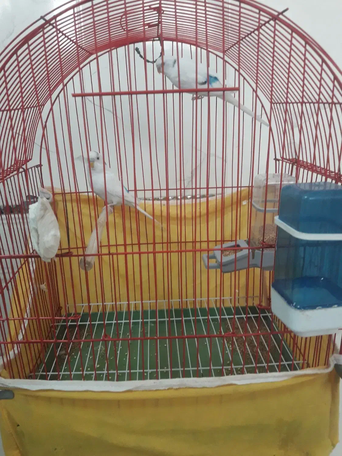 مرغ عشق با وسایل|پرنده|تهران, زیبادشت|دیوار