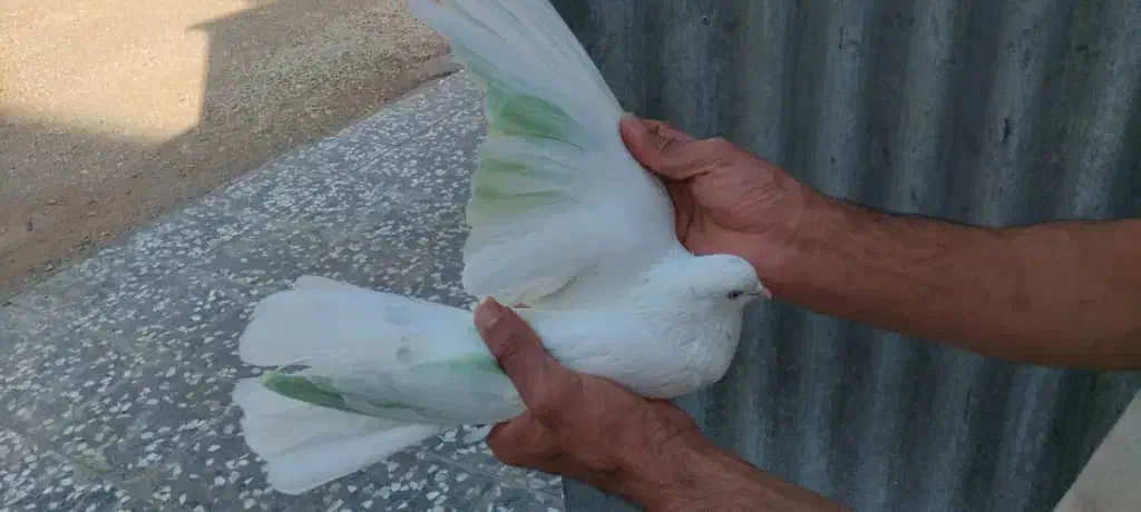 ماده چش و نوک سفید|پرنده|برخوار, |دیوار