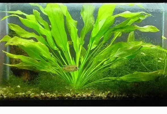 گیاه آکواریوم اچینودوروس برگ اتیشین|ماهی|زنجان, |دیوار