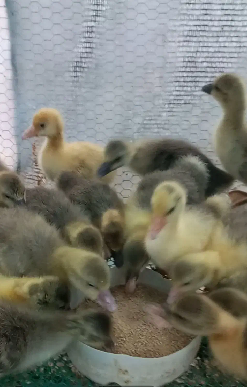 جوجه غاز محلی دوهفته ایی|حیوانات مزرعه|گلوگاه بابل (گلیا), |دیوار