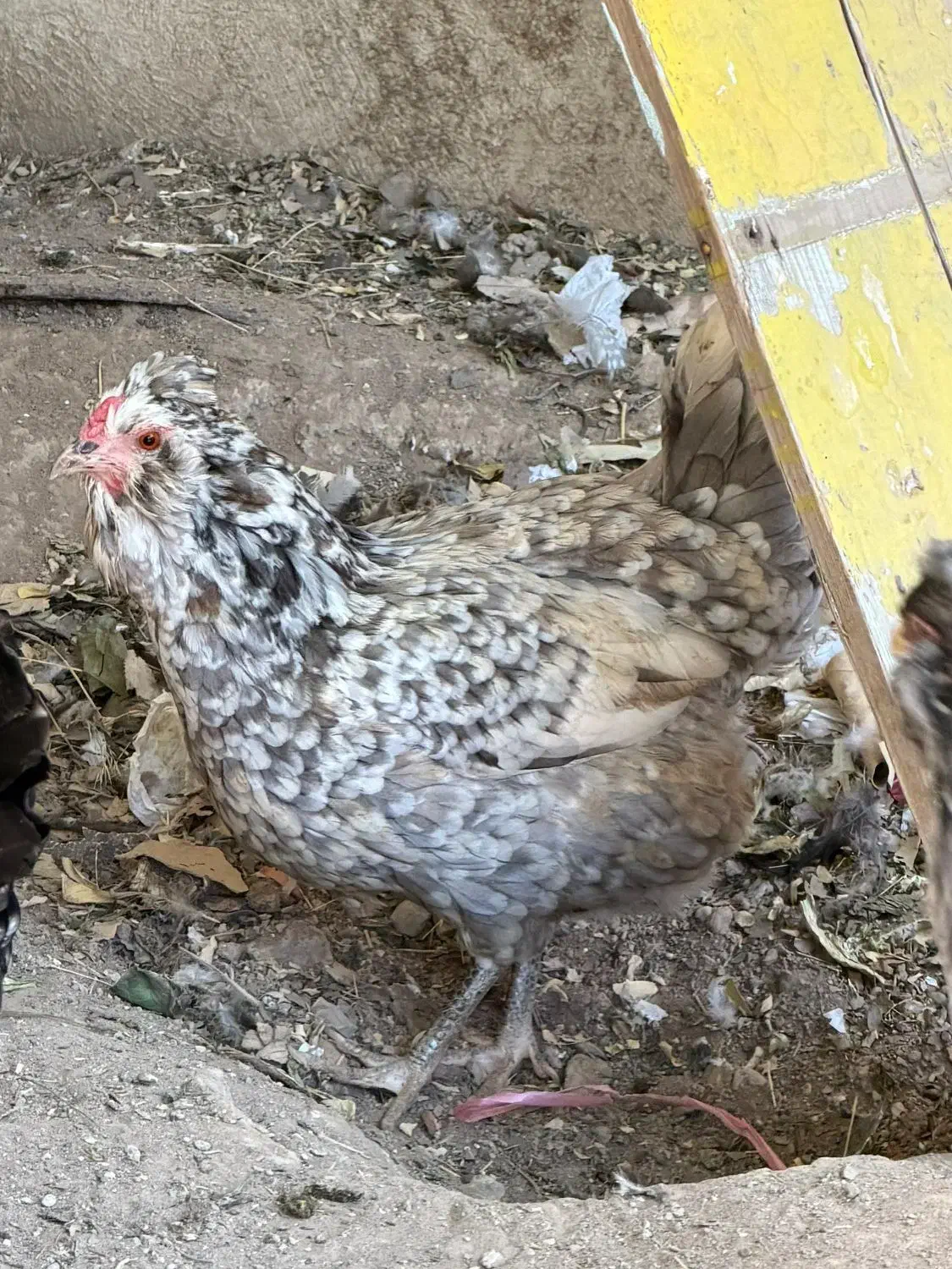 مرغ گلین|حیوانات مزرعه|اهواز, ۳۰ متری|دیوار