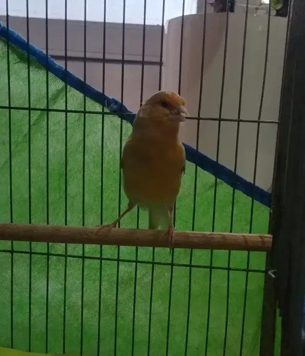 قناری نر آواز خوان|پرنده|شاهینشهر, بنیاد ازدواج|دیوار