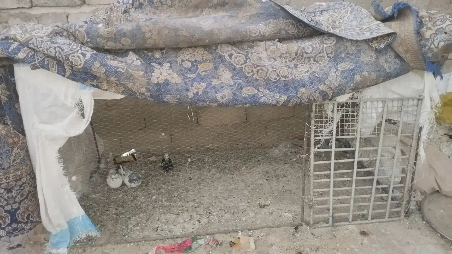 قفس بزرگ ..مرغ|لوازم جانبی حیوانات|خاش, |دیوار