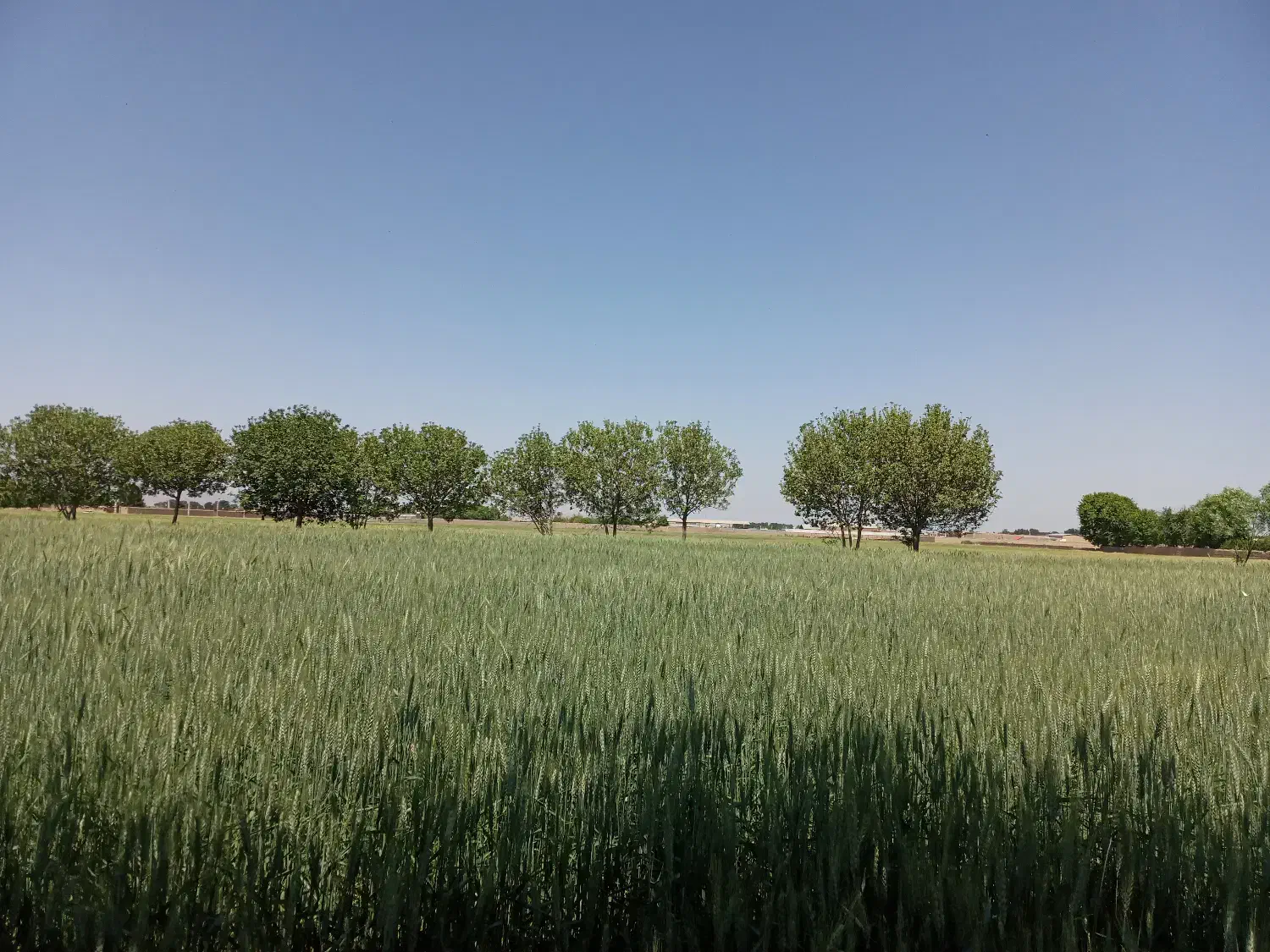 زمین کشاورزی مناسب باغ و گلخانه و کشاورژی|فروش دفتر صنعتی، کشاورزی، تجاری|قرچک, داوود آباد|دیوار