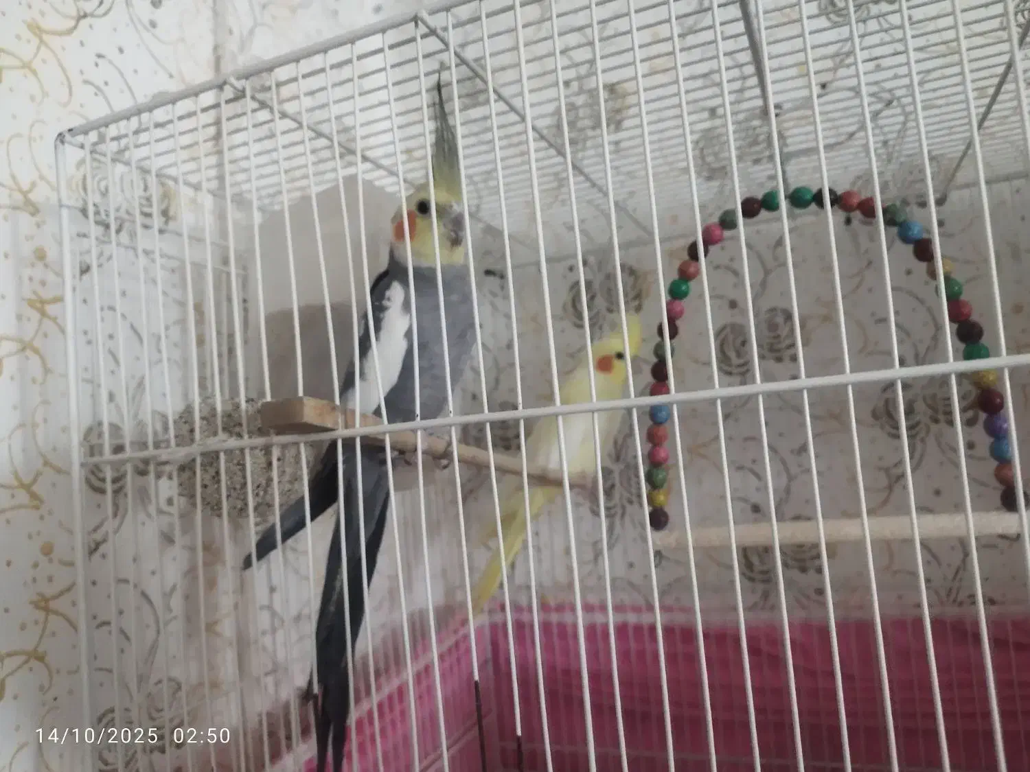 دو جفت عروس هلندی و تعدادی جوجه عروس|پرنده|مشهد, شهید قربانی|دیوار