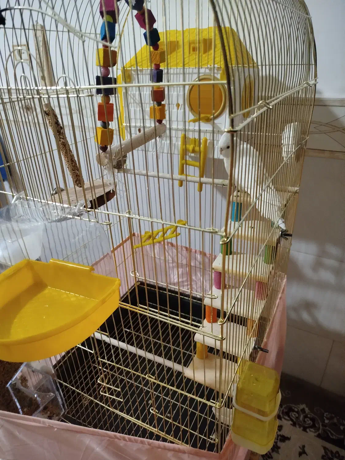 عروس هلندی آلوبینو|پرنده|اقبالیه, |دیوار