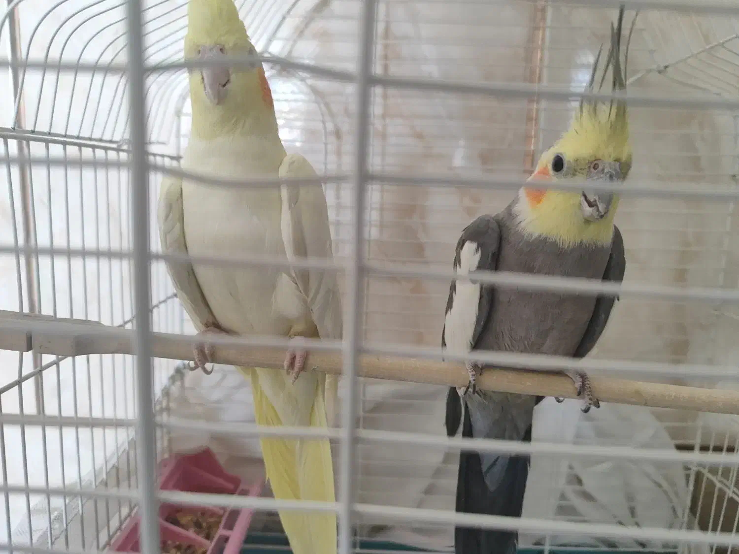 عروس هلندی|پرنده|خمینیشهر, |دیوار