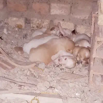 سه تا سگ|سگ|گرگان, |دیوار