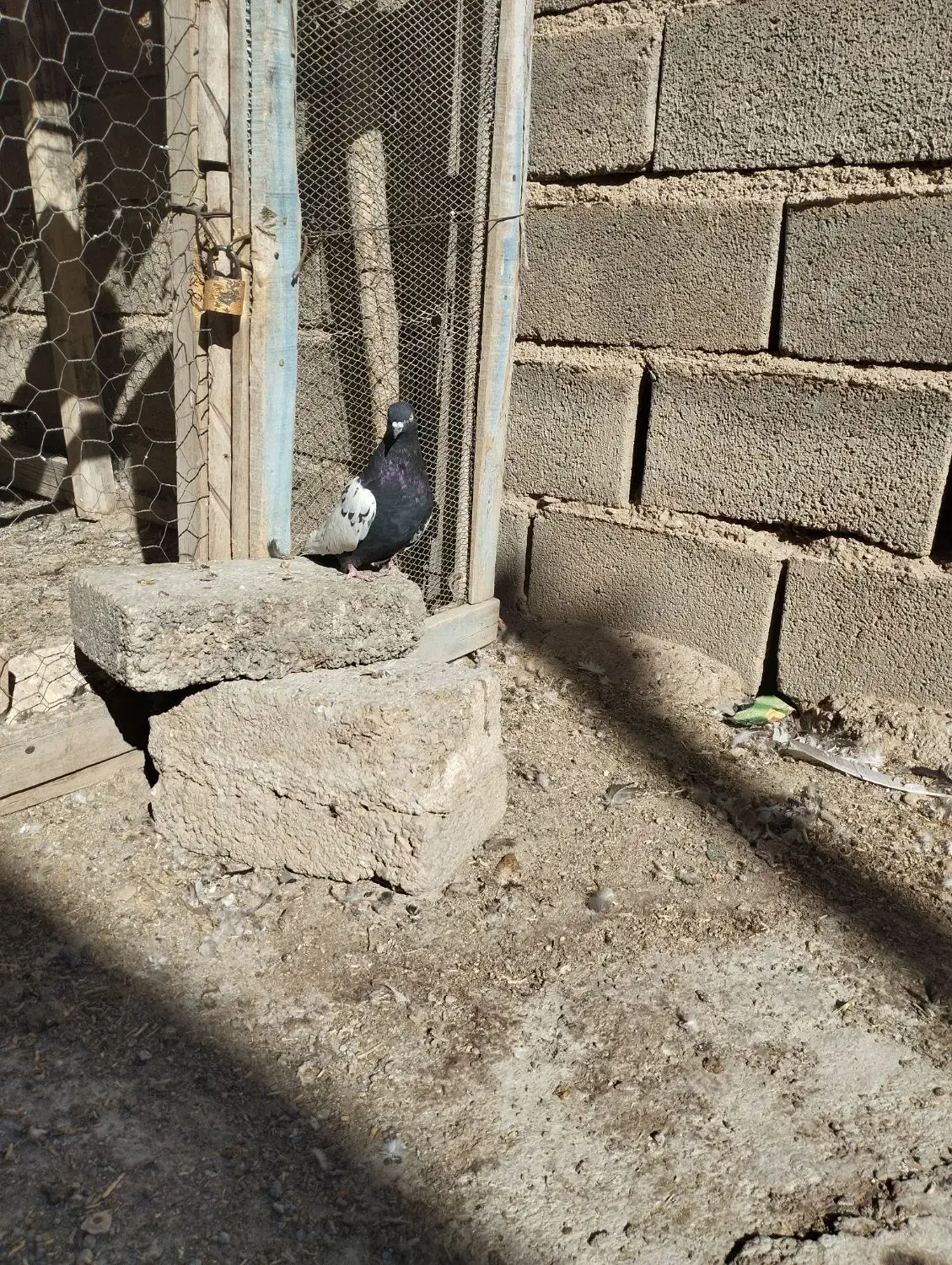 پرندگان|پرنده|جنت, |دیوار