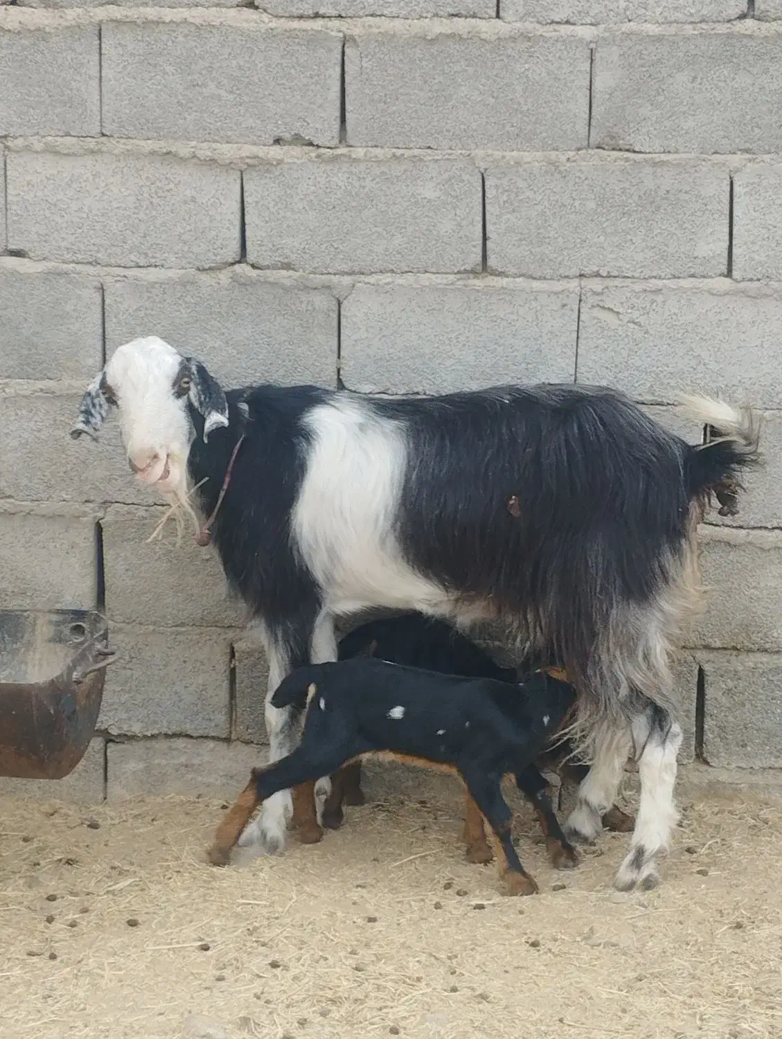 تعدادی بز مری نر و ماده مالداری نسل دار|حیوانات مزرعه|ایرانشهر, |دیوار