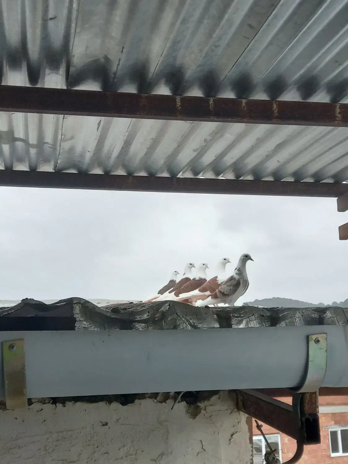 فروش کبوتر پرشی اصیل خالپر|پرنده|مرزیکلا, |دیوار