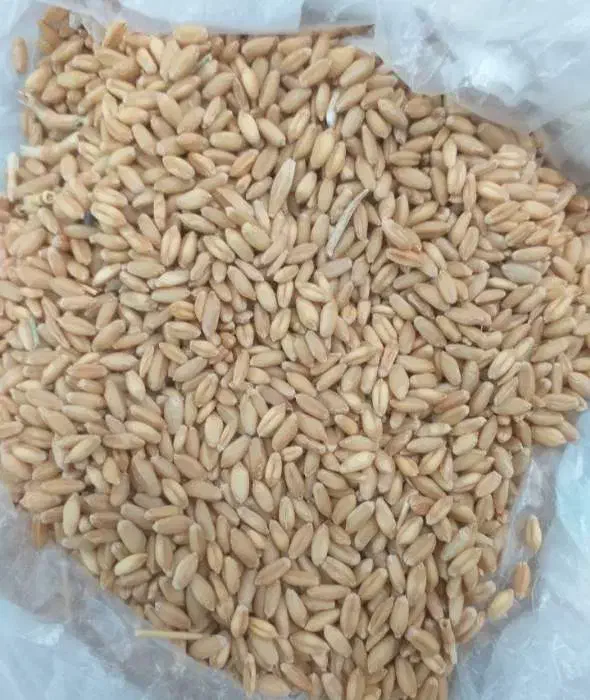فروش بذر گندم سرداری اصل|خدمات باغبانی و درختکاری|سنقر, |دیوار