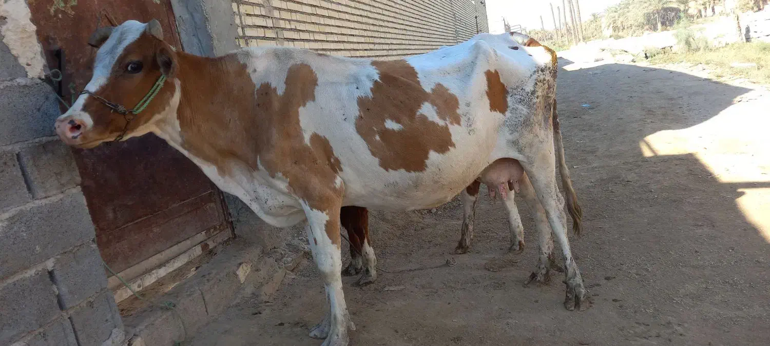 گاوخارجی با بچه اش گاو شنگوله المانی|حیوانات مزرعه|شادگان, |دیوار