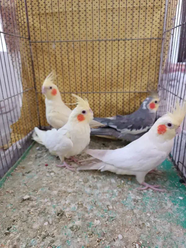 4تا عروس هلندی|پرنده|جلفا, |دیوار