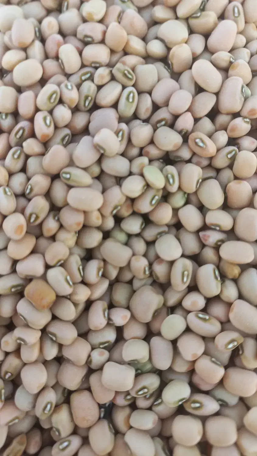 لوبیا چشم بلبلی ولوبیا کشاورزی پلویی دست چین|خوردنی و آشامیدنی|دره شهر, |دیوار