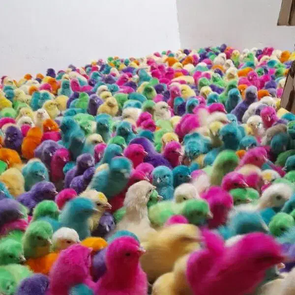 جوجه رنگی جوجه اردک جوجه گلپایگان جوجه مرغ خروس|حیوانات مزرعه|نیشابور, ابراهیمی|دیوار