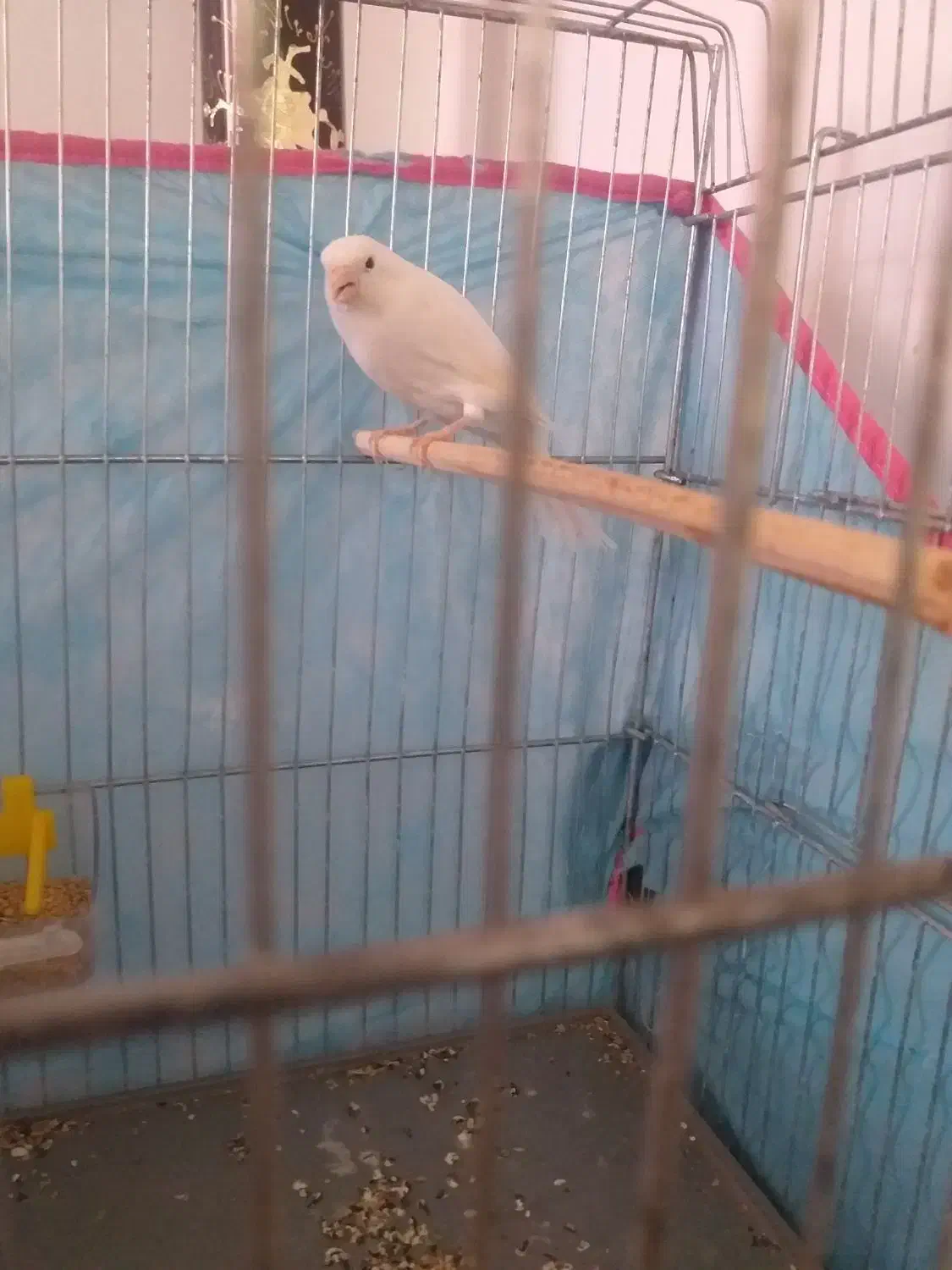 قناری|پرنده|اسلام‌‌آباد غرب, |دیوار