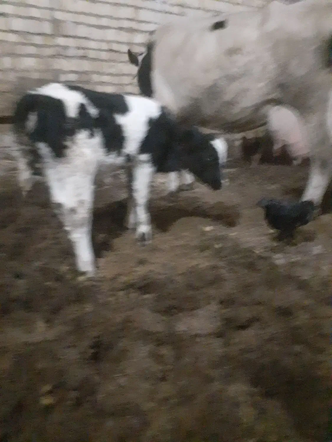 گاو|حیوانات مزرعه|آران و بیدگل, |دیوار