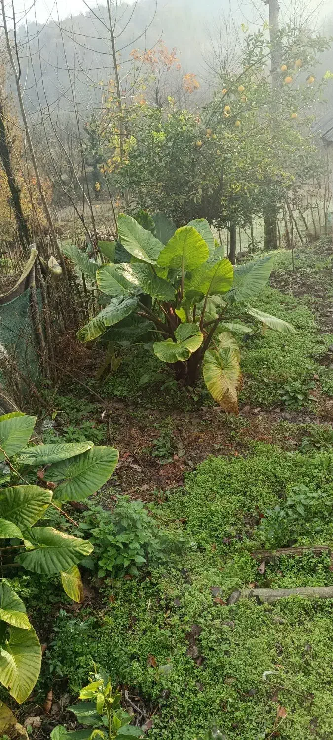 گل وگیاه|گل و گیاه طبیعی|سیاهکل, |دیوار