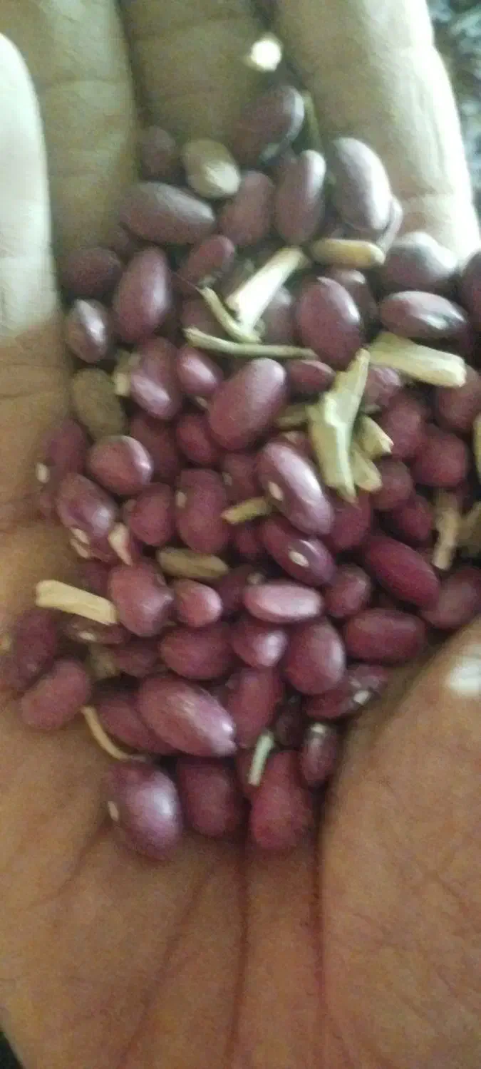 فروش لوبیا قرمز|عمده‌فروشی|فامنین, |دیوار