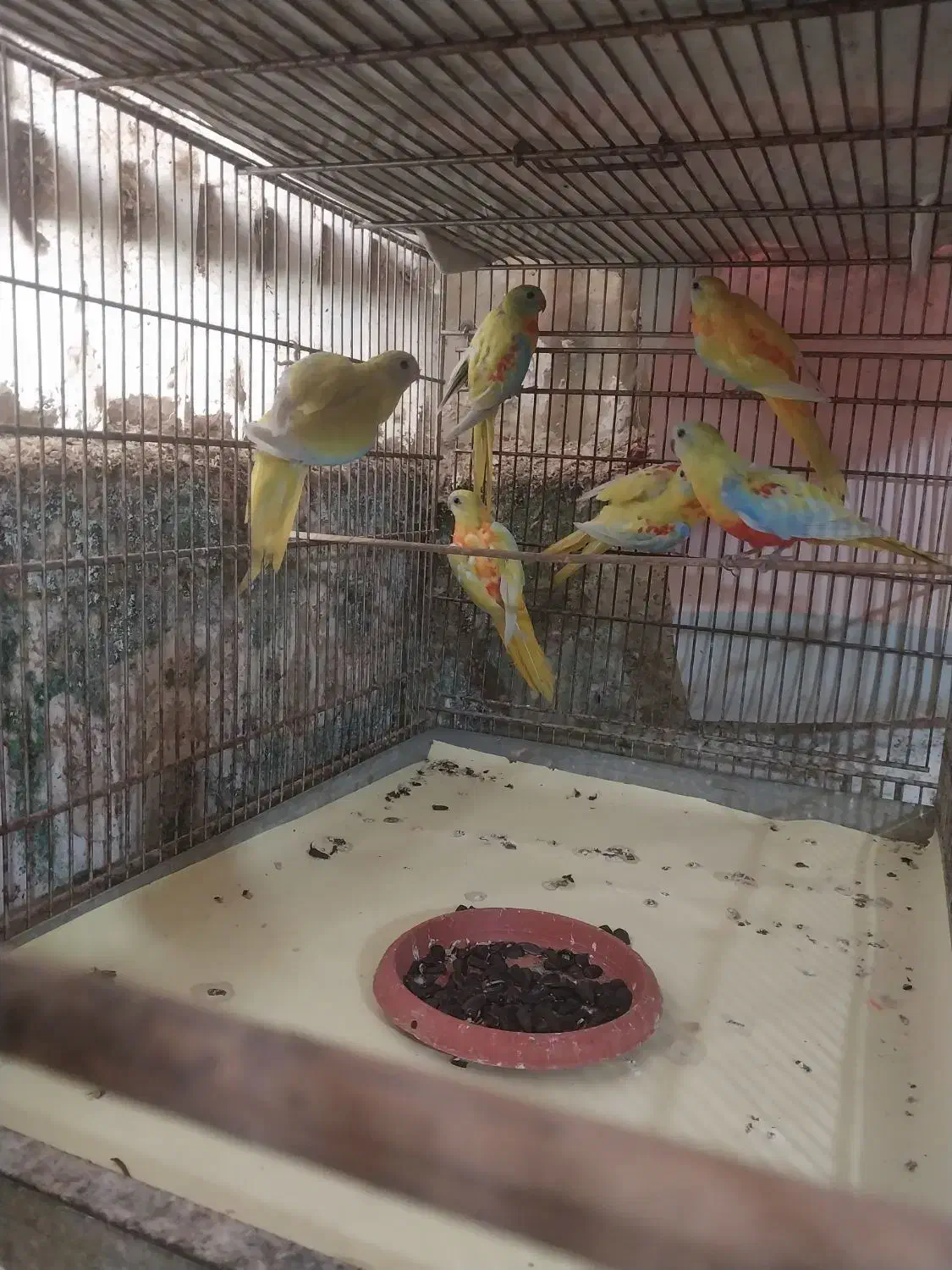 فروش طوطی نیوفما جوان|پرنده|آمل, |دیوار